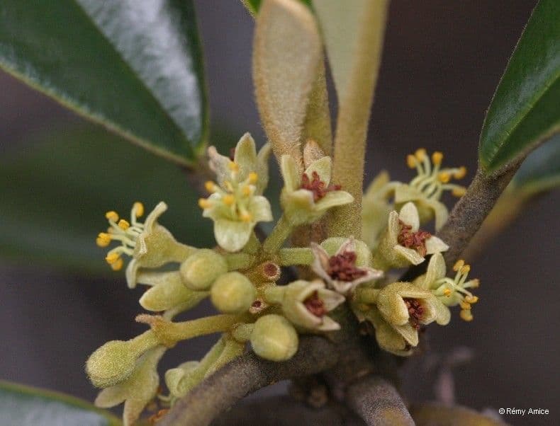 Solmsia calophylla 8