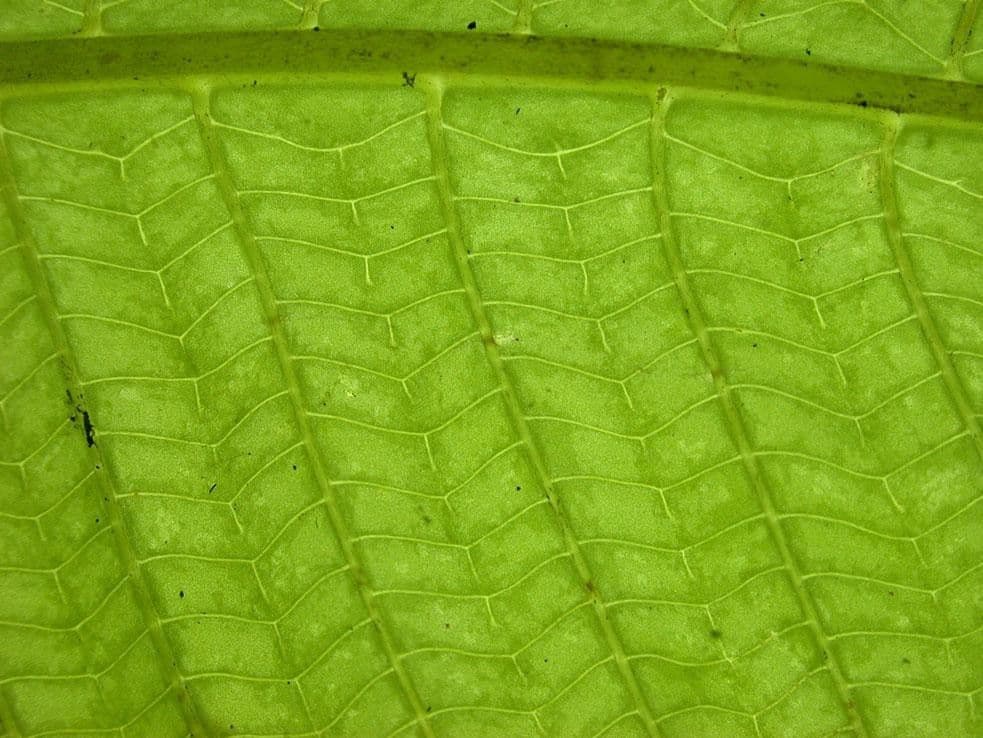 Thelypteris 5