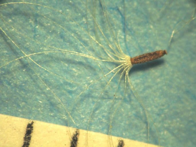 Pseudognaphalium dvubarvé 11