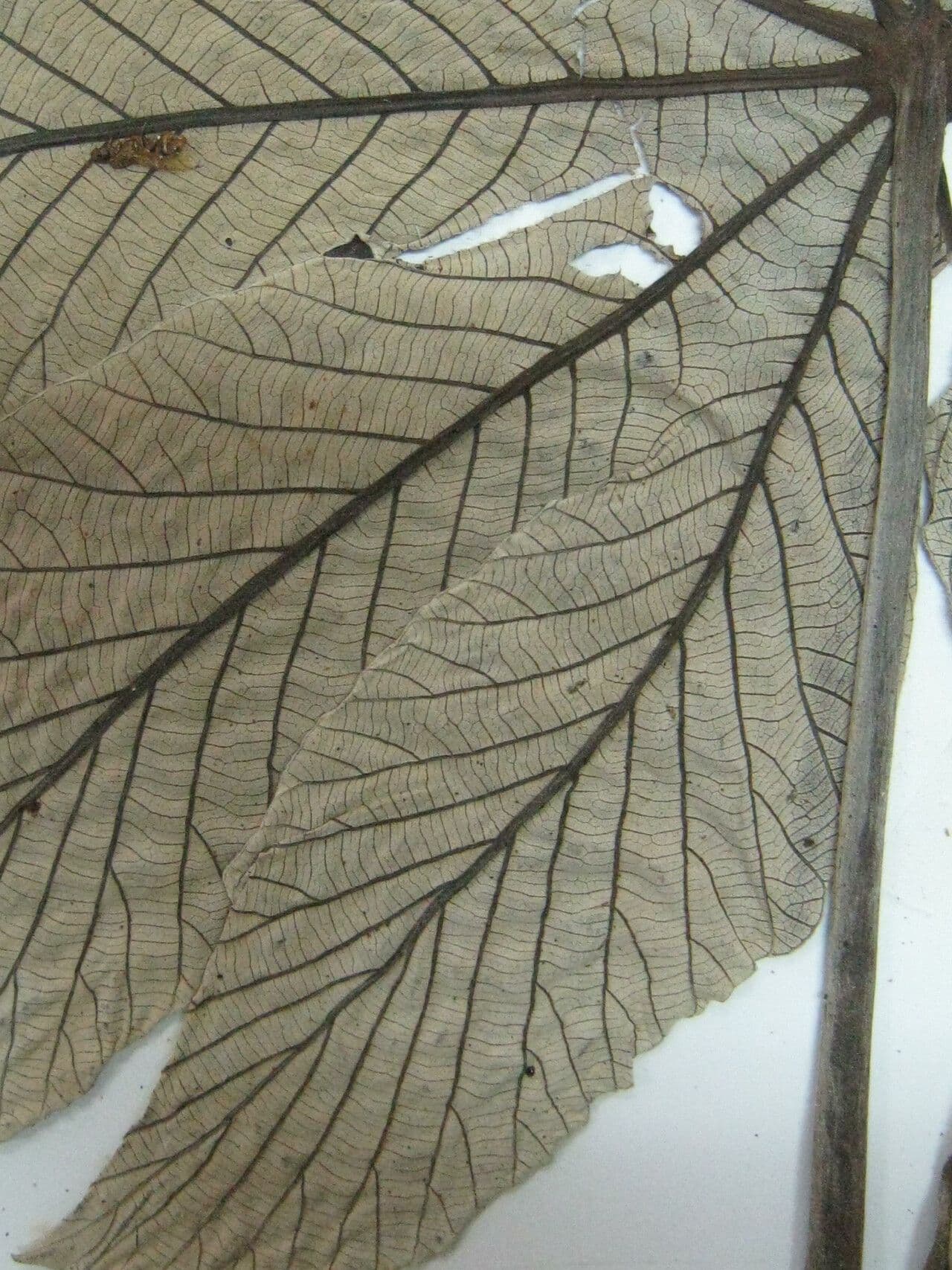 Cecropia 29