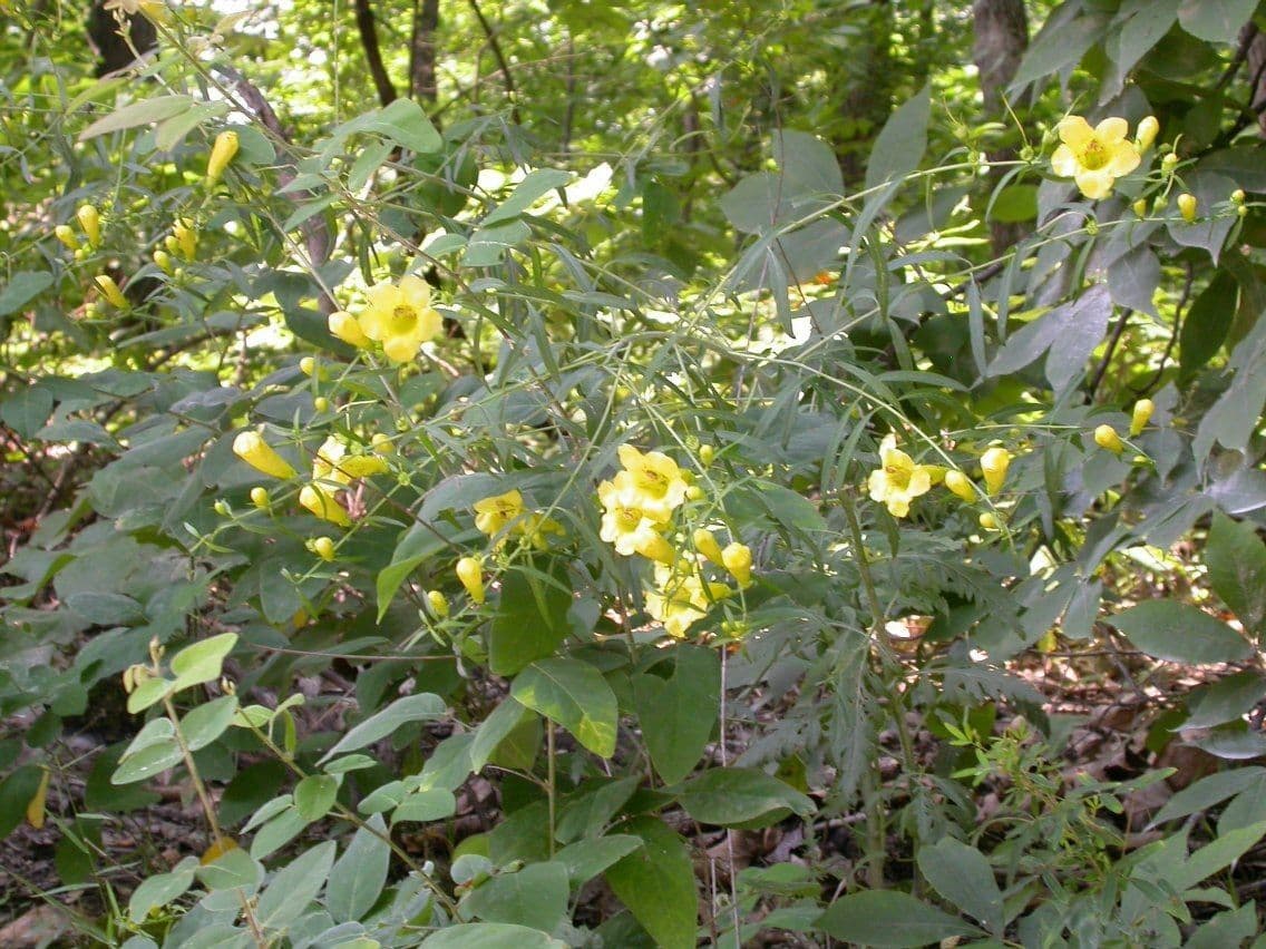 Aureolaria 8