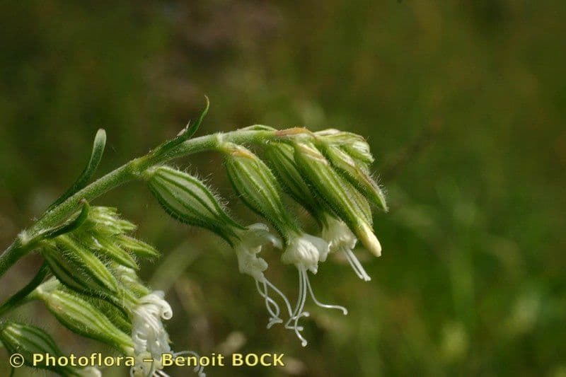 Silene dicotoma 3