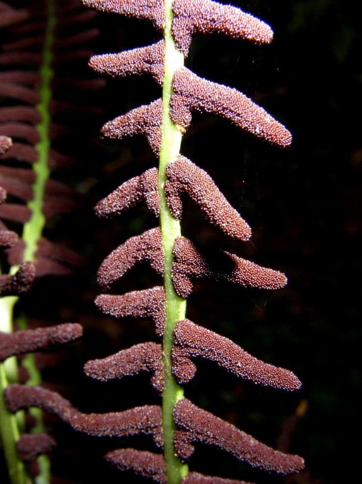 Olfersia
