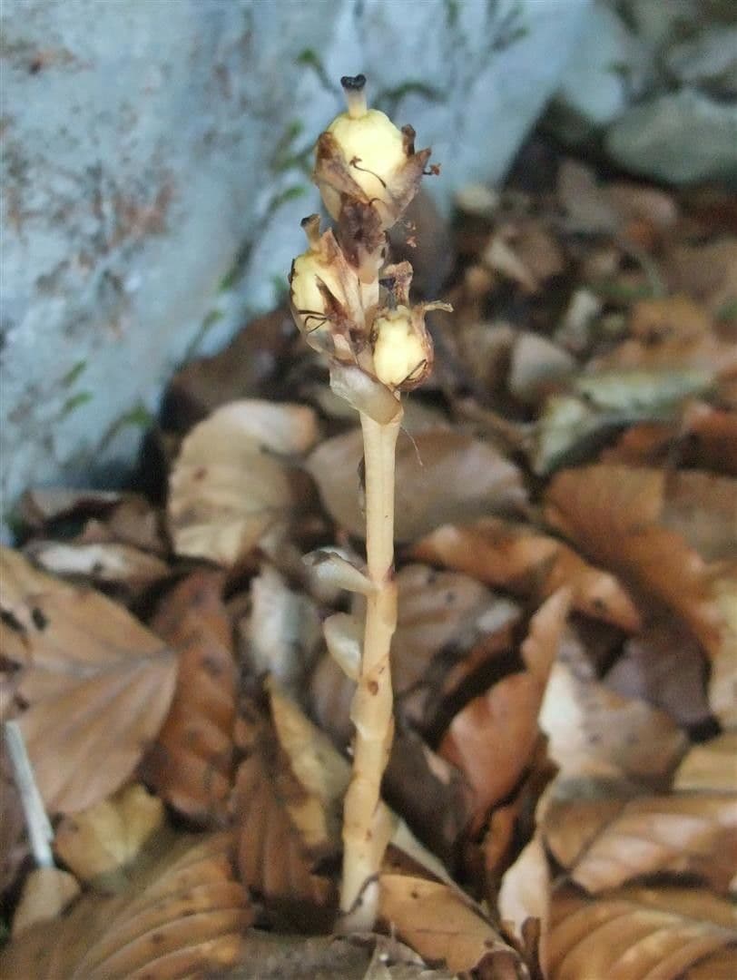 Monótropa 3