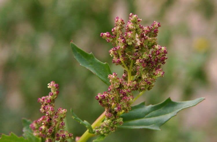 Chenopodium berlandieri