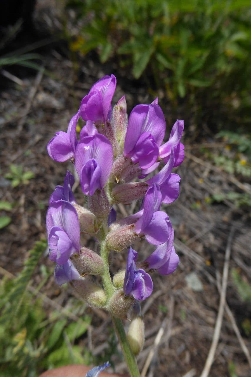 Oxytropis 2