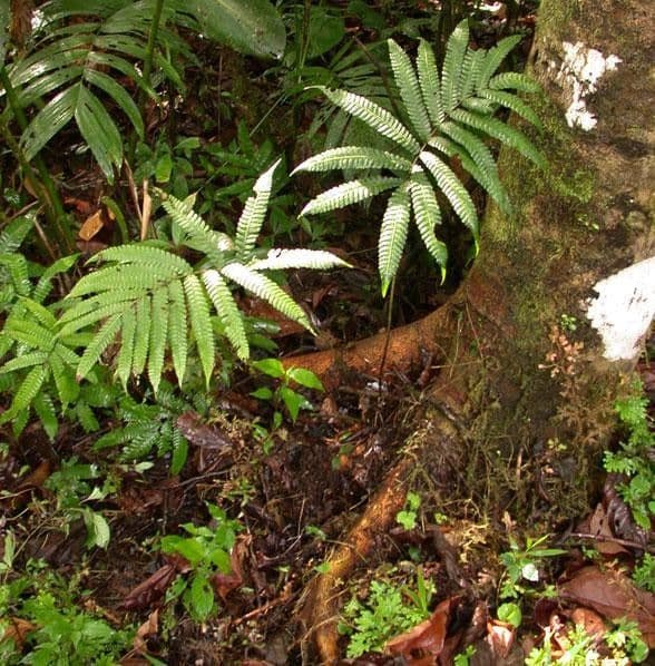 Thelypteris