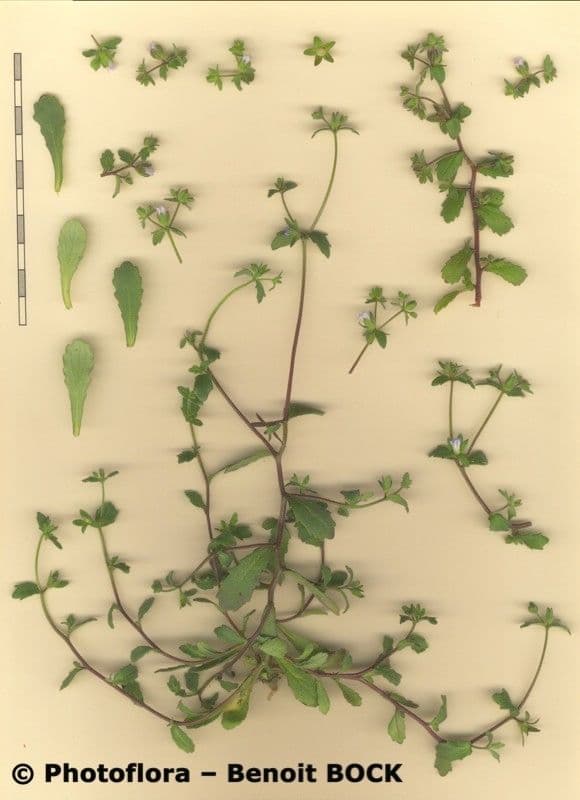 Campanula erinus 25