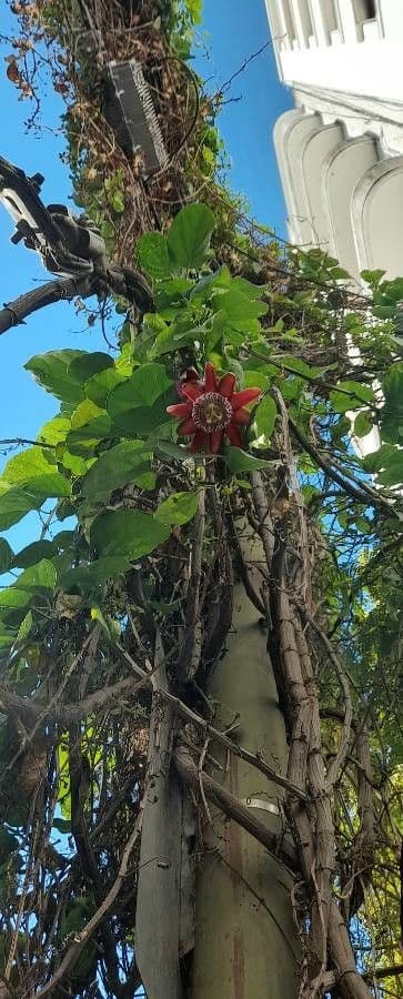 Passiflora 11