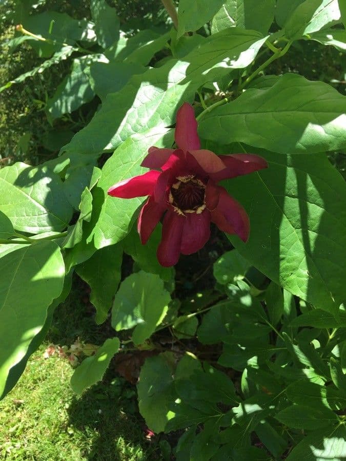Clematis 14