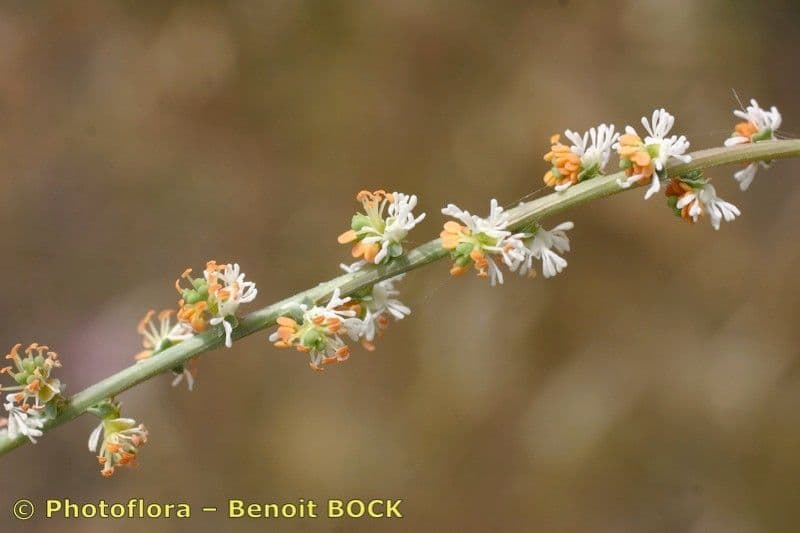 Sesamoides purpurascens 24