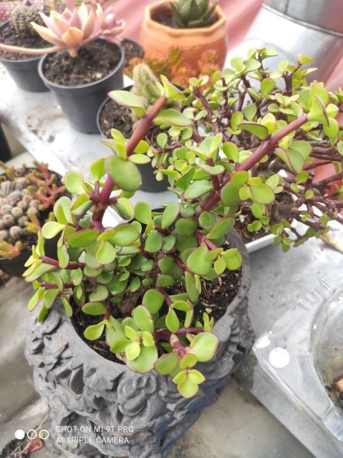 Portulacaria afra 21