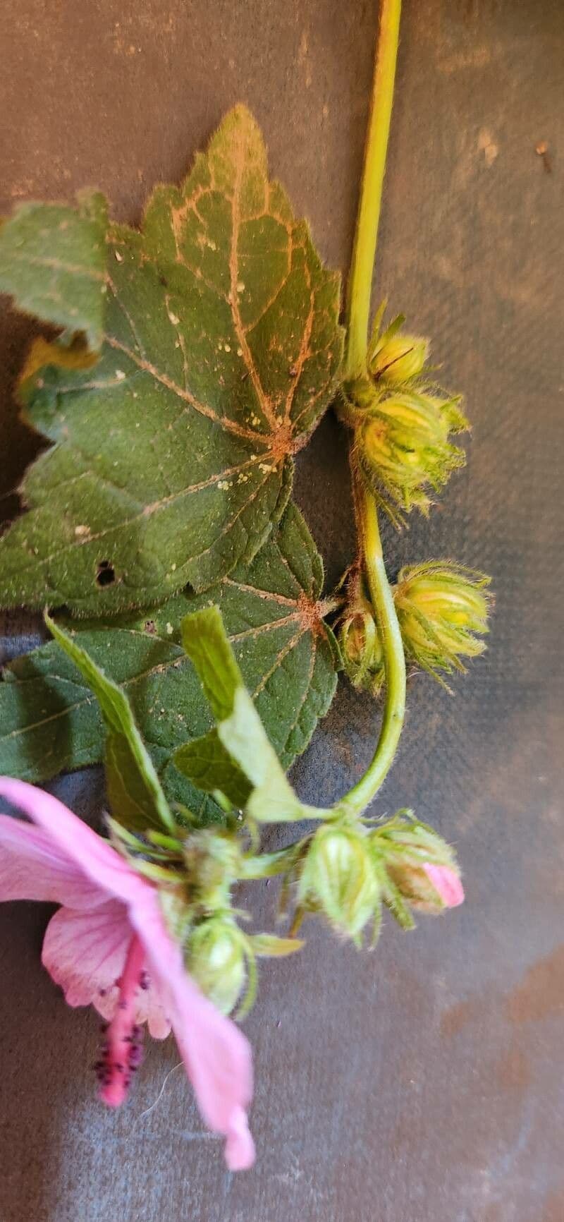Pavonia