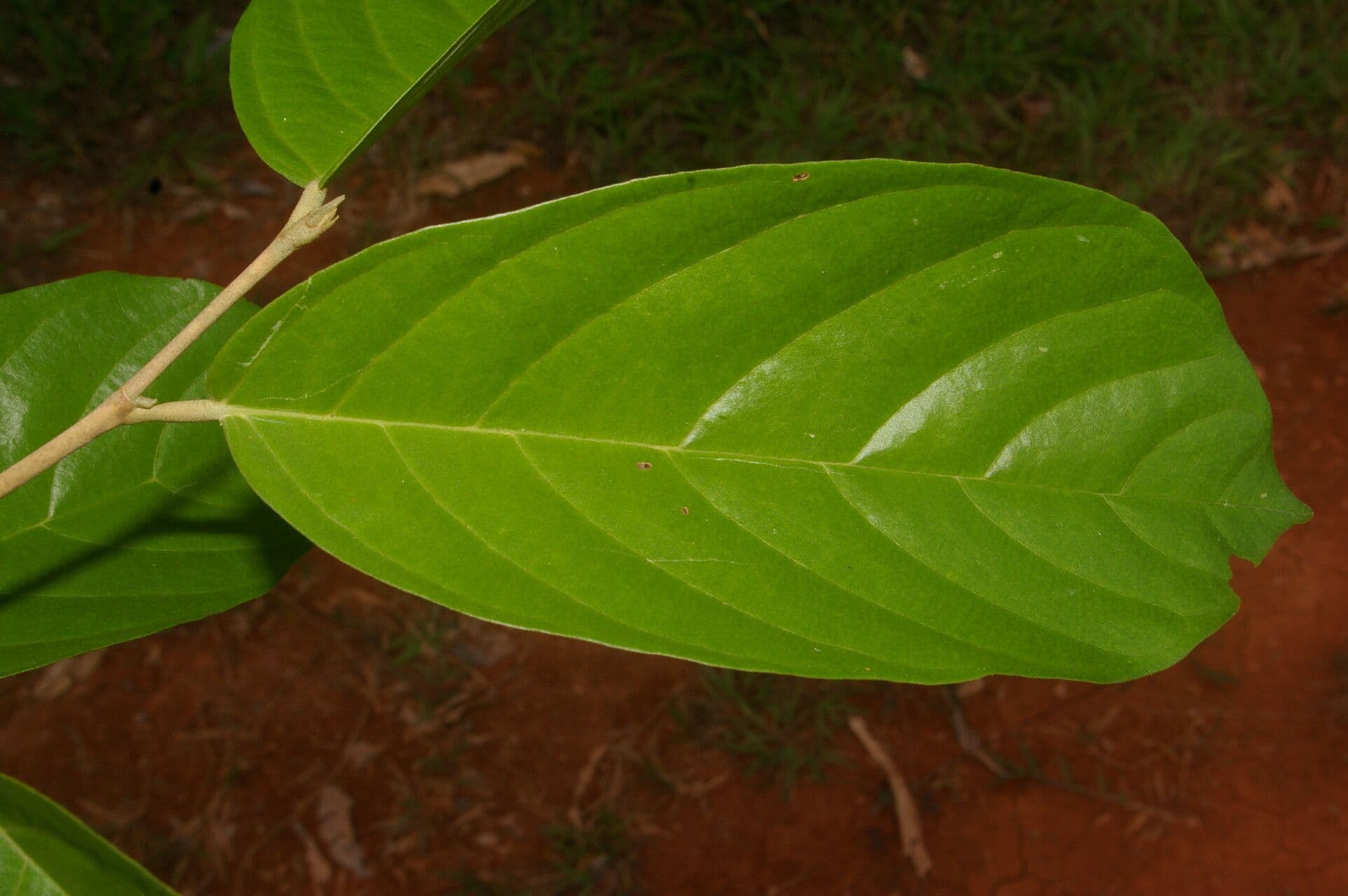 Quararibea 8