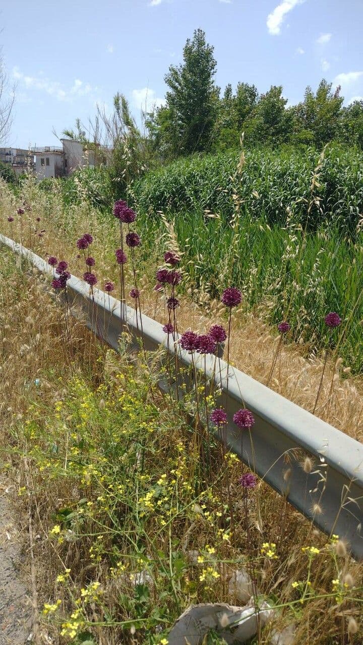 Aglio 10