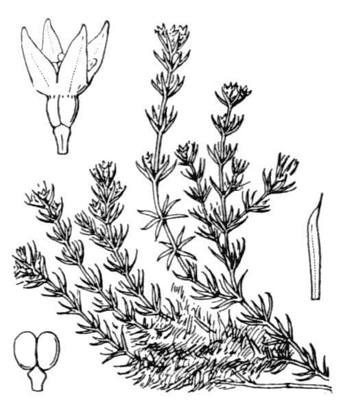 Rubiacea 20