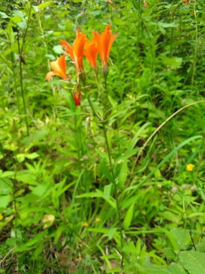 Alstroemeria aurea 12