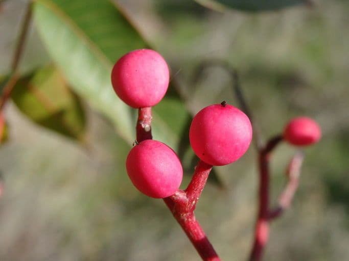 Pistacchio cinese 2