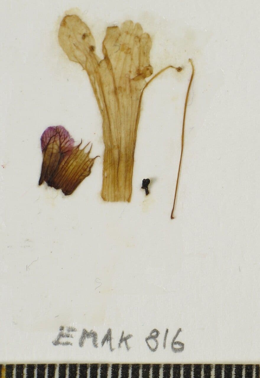 Orthosiphon 11