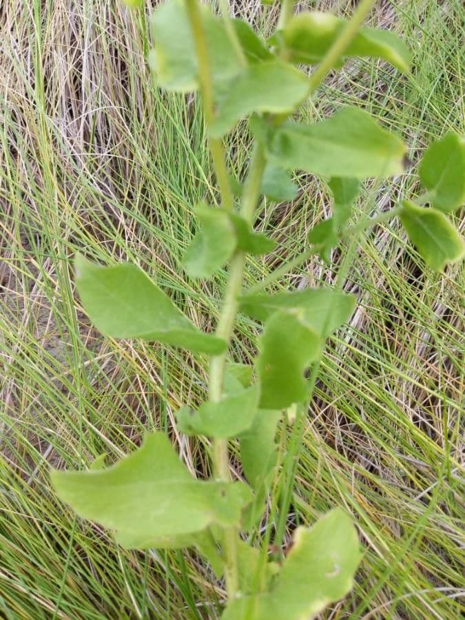 Heterotheca subaxillaris 20