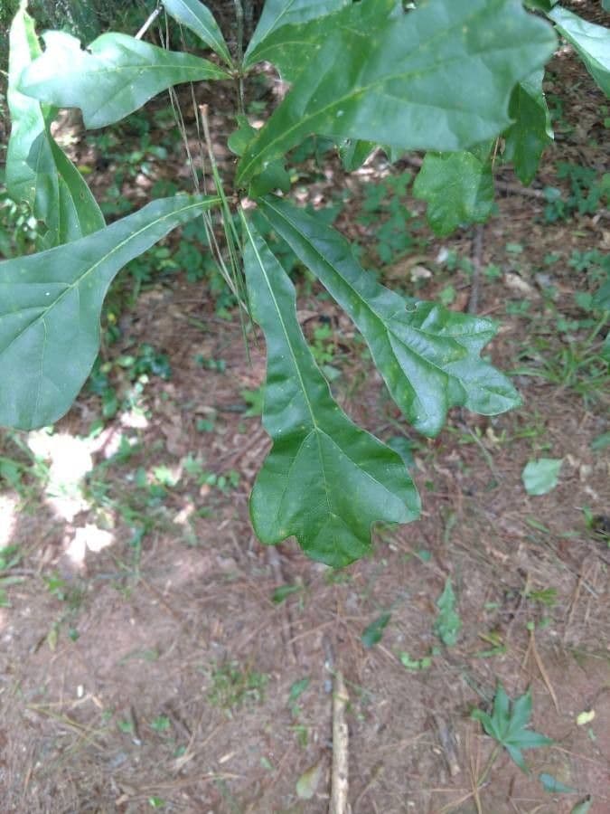 Quercia nera 17