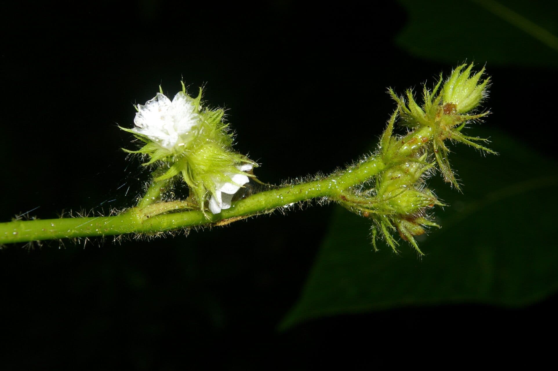 Pavonia 3