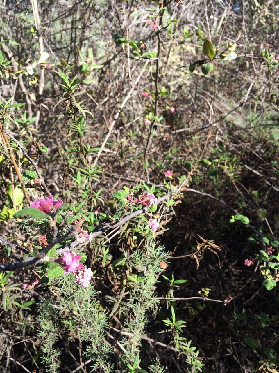 Ribes malvaceo 8