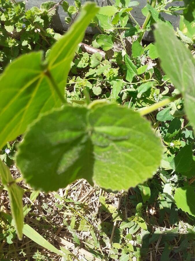 Abutilon 16