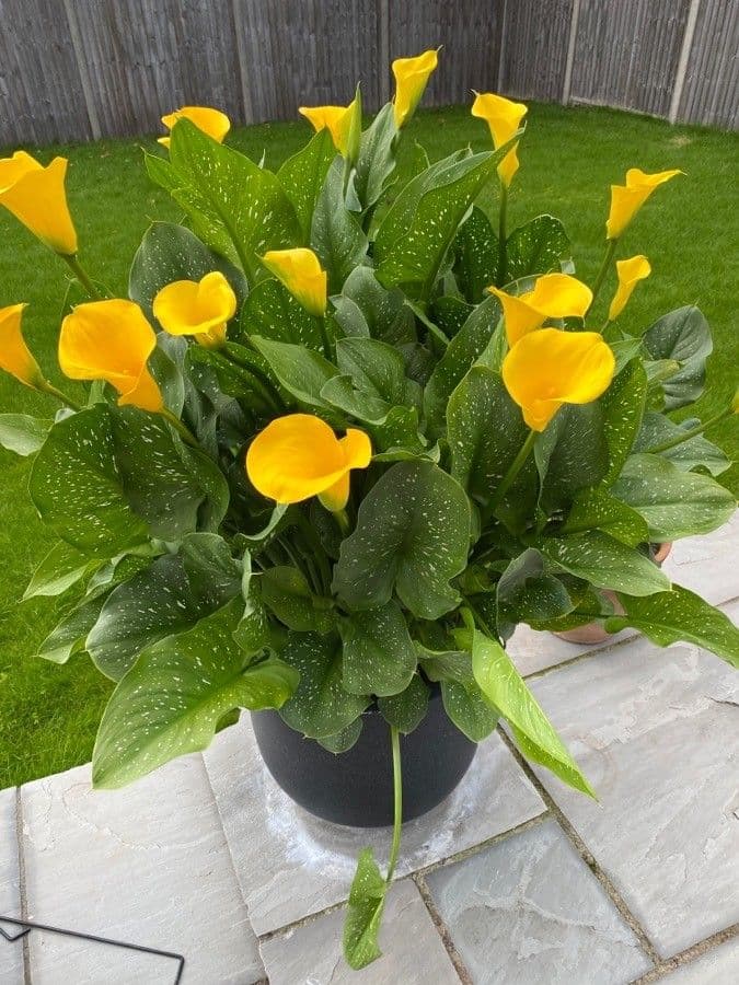 Calla di Elliott 15