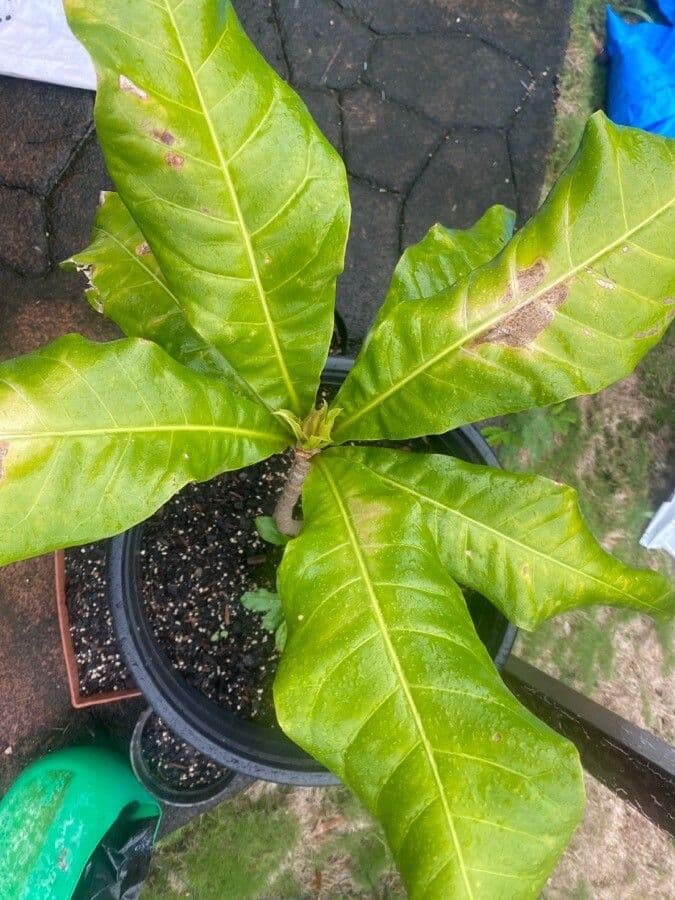 Barringtonia 7