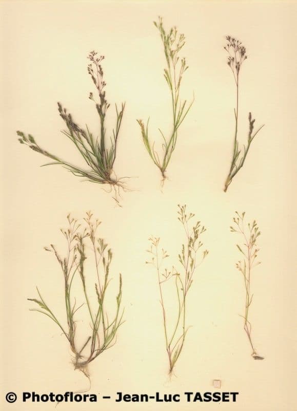 Sphenopus divaricatus 10