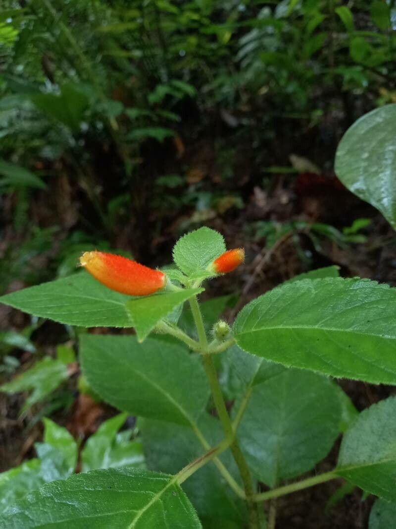 Kohleria 6