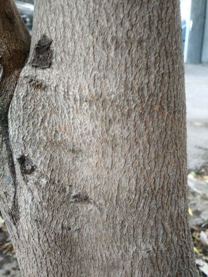 Blepharocalyx 16