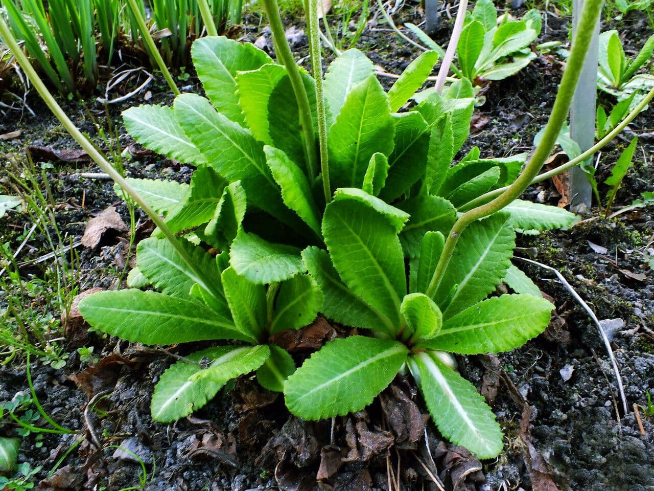 Primula denticolata 13