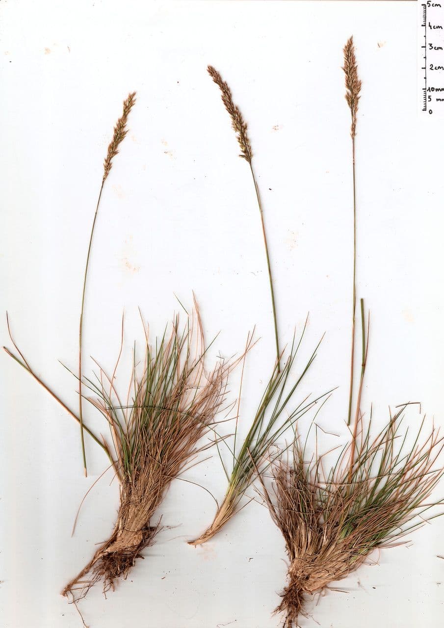 Agrostis curtisii 9