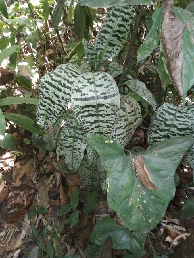 Dracaena 3
