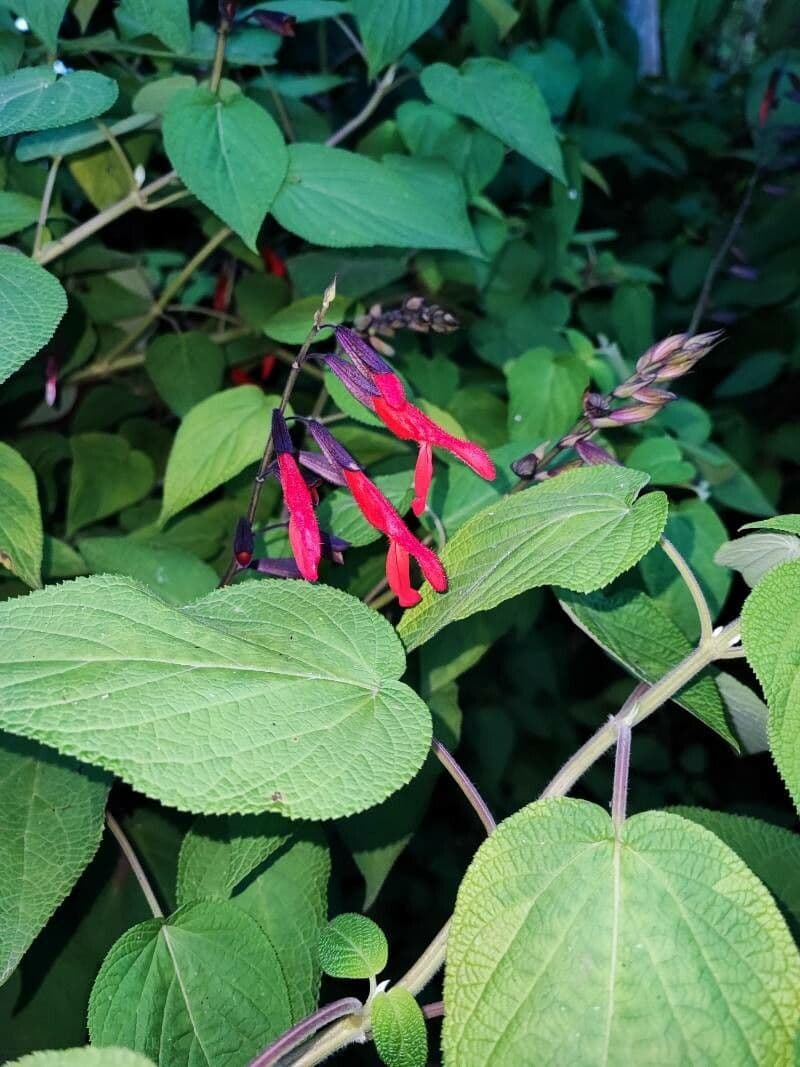 Salvia 4