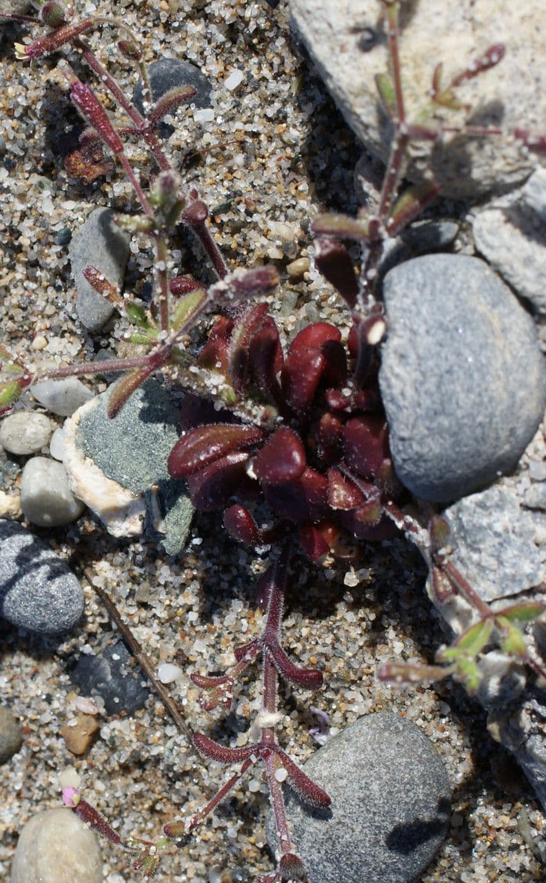 Silene sedoides 14
