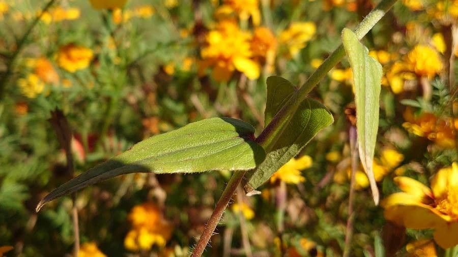 Zinnia di Haage 12