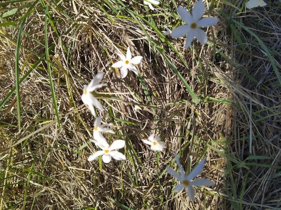 Narcisse d'automne 13