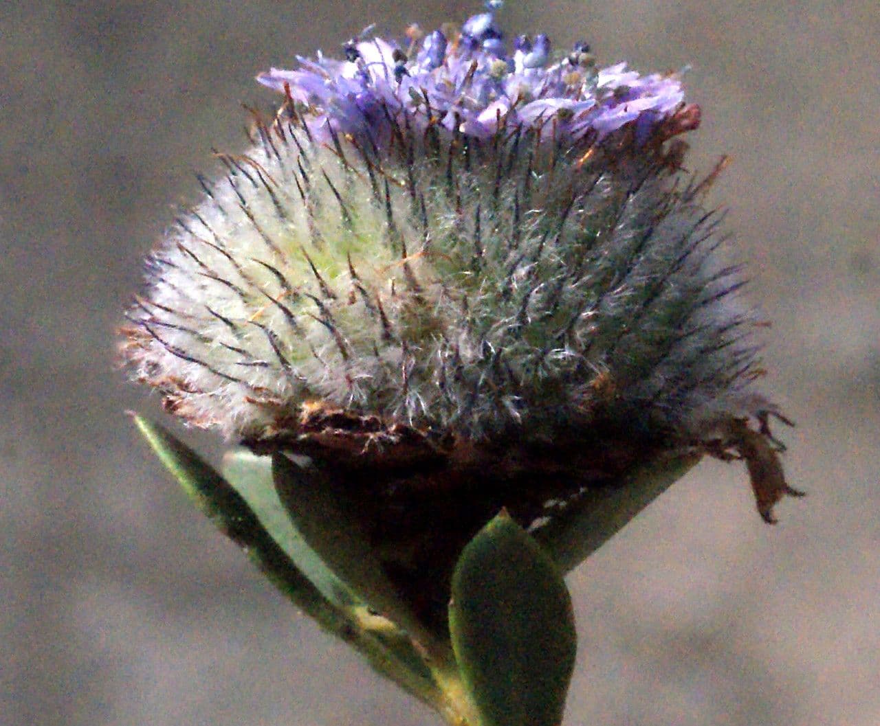 Kulnik alypum 3