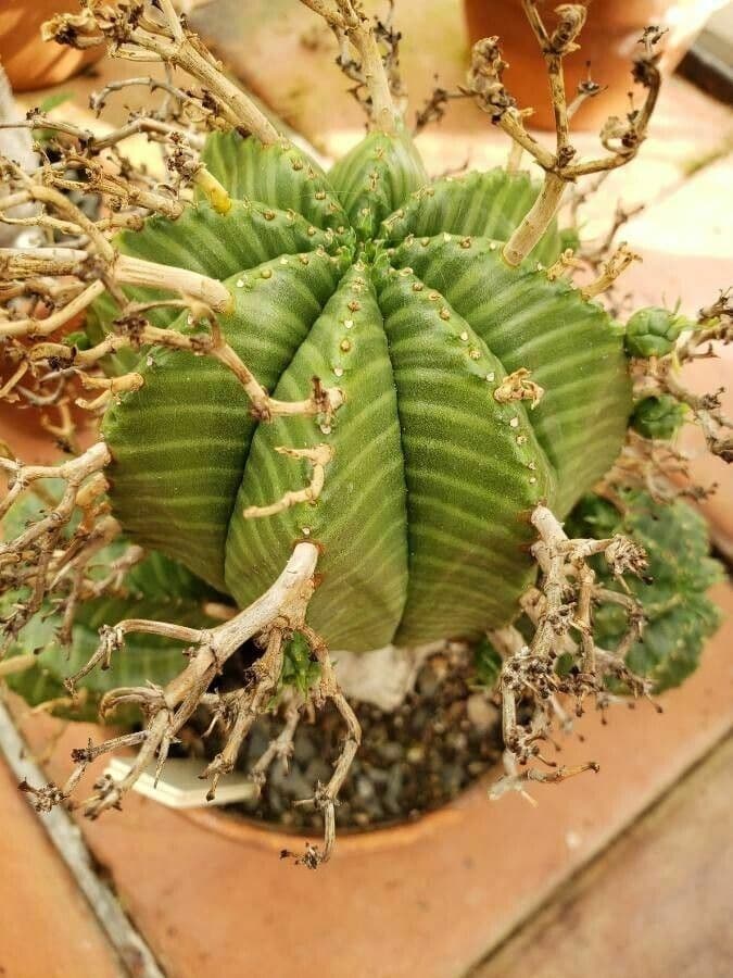 Melonensporn 8