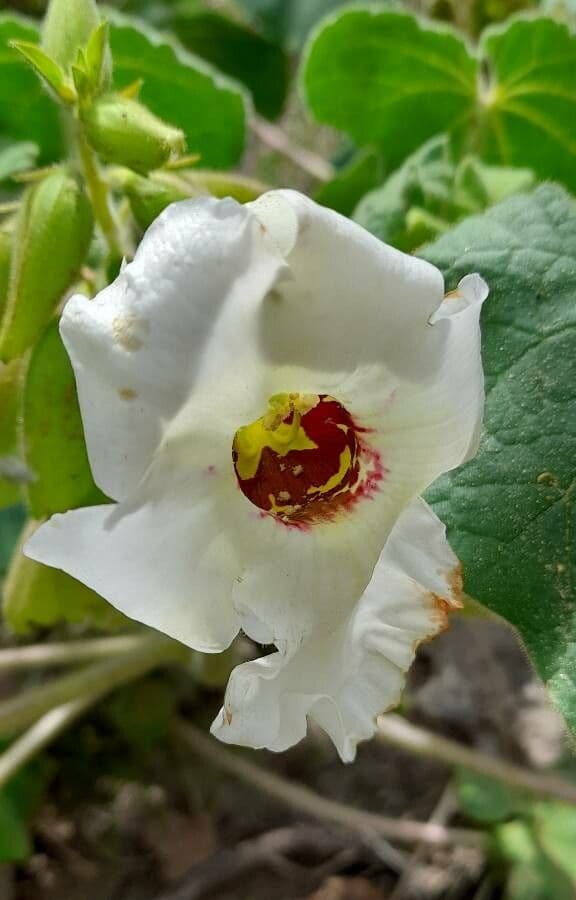 Craniolaria 2
