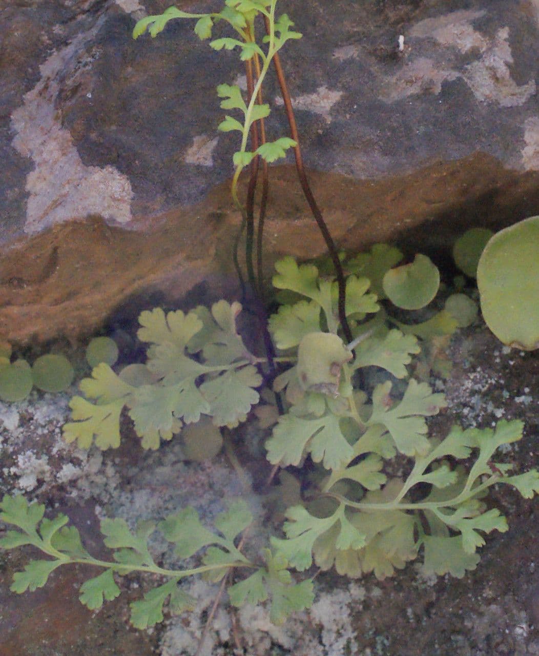 Anogramma leptophylla 23