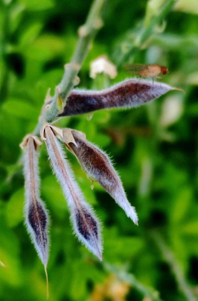 Haar-Ginster