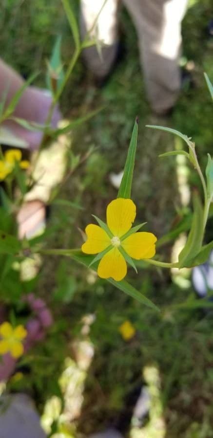 Ludwigia alternifolia 7