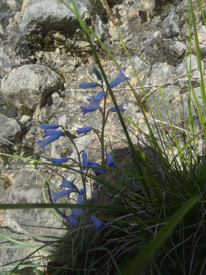 Jacinthe améthyste 2