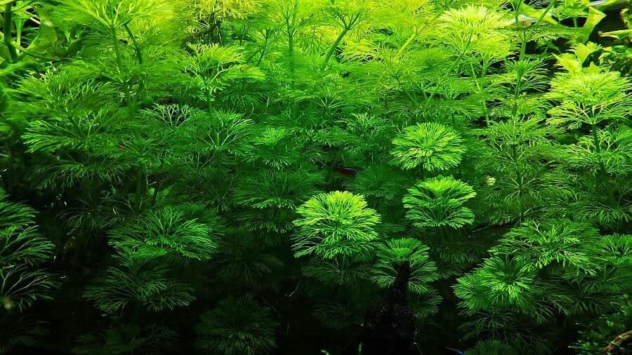 Limnophila 4