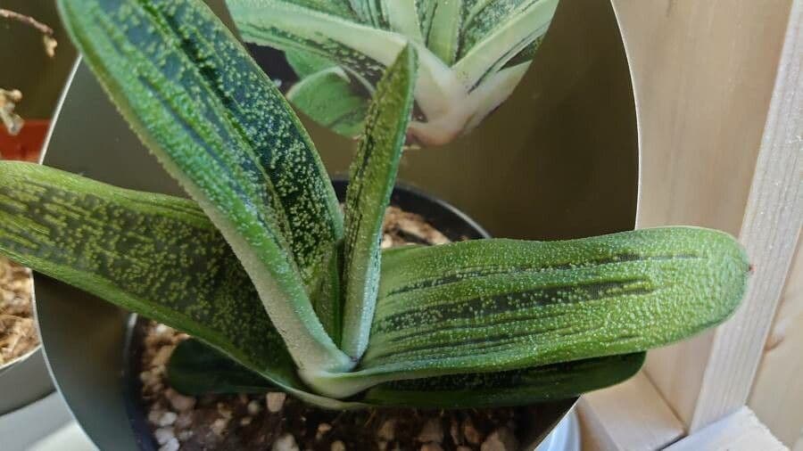 Gasteria 10
