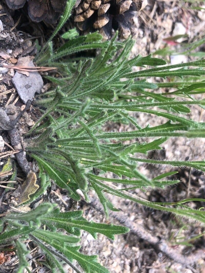 Biscutella valentina 16